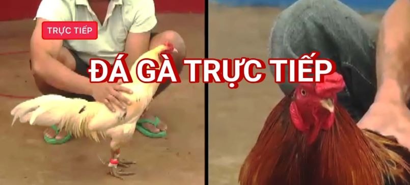 Đá gà trực tiếp là gì?